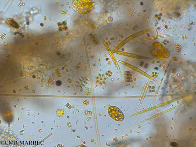 phyto/Pertuis Charentais/Tasdon_st6/PAMPAS 2019-2021/Phacus sp1 (TASDON_St6_230719-020).tif(copy)_thumb.jpg